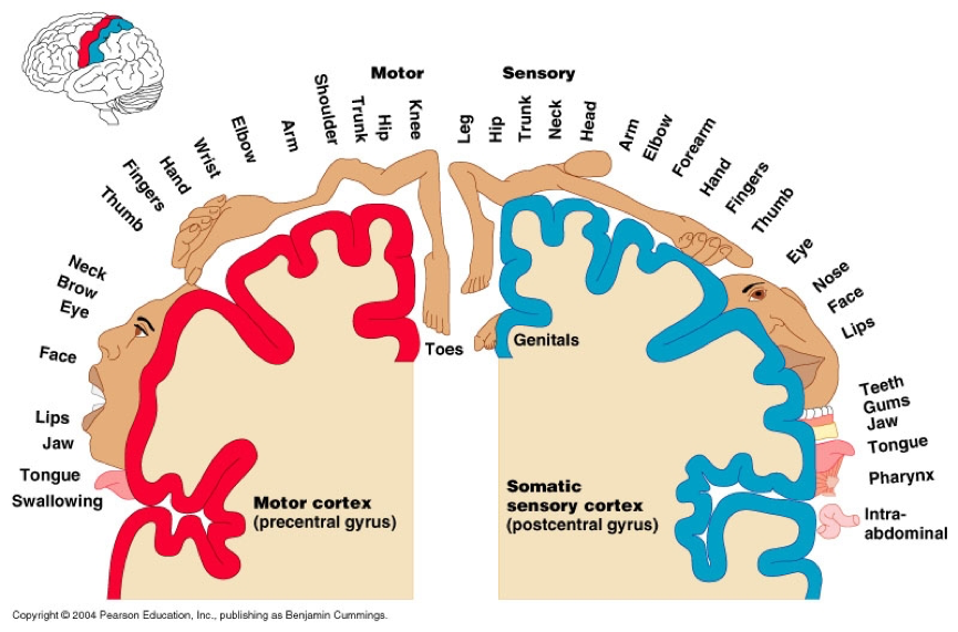 “motor cortex somatosensory cortex”的图片搜索结果